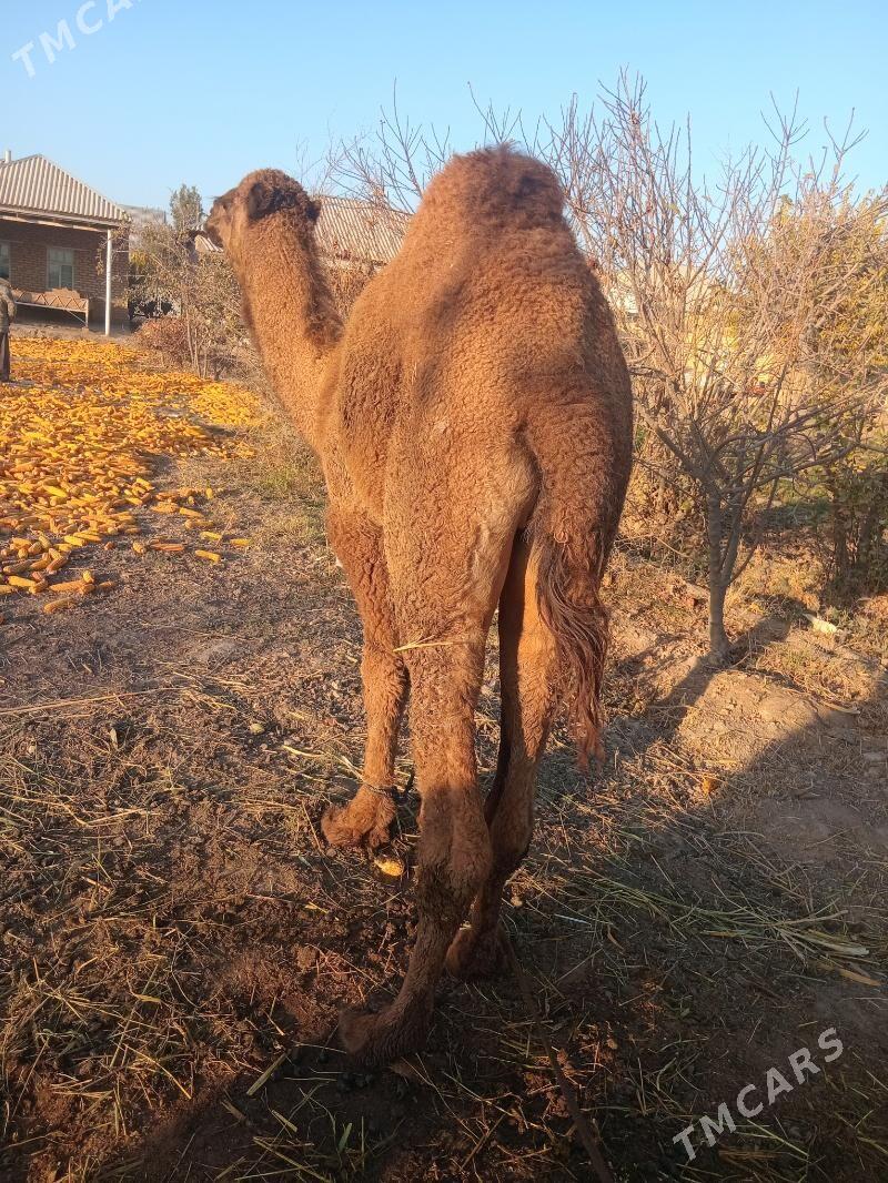 erkek köşek - Каракумский этрап - img 9