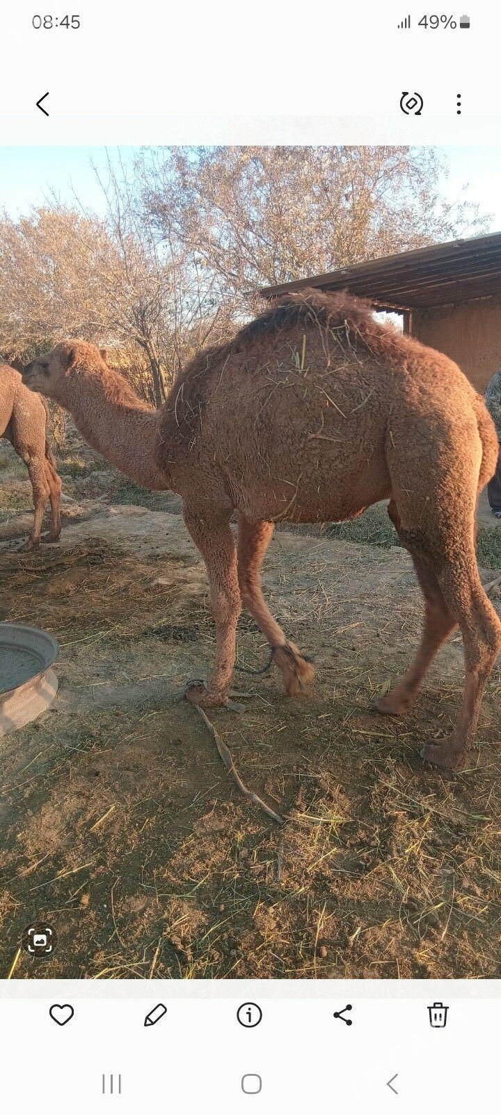 erkek köşek - Каракумский этрап - img 5