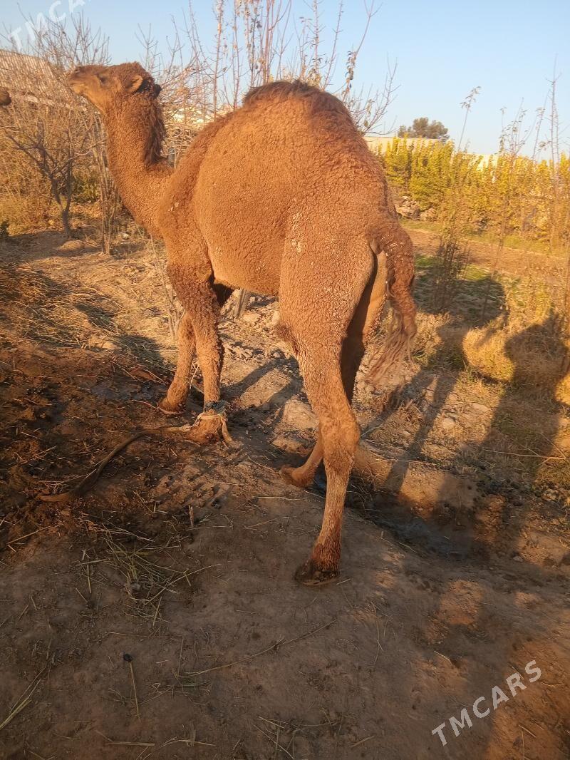 erkek köşek - Каракумский этрап - img 7