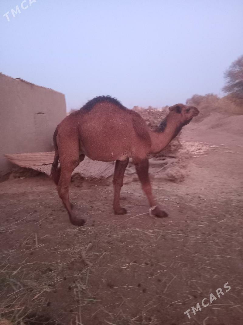 erkek köşek - Каракумский этрап - img 1