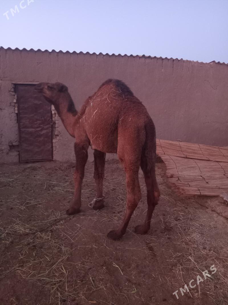 erkek köşek - Каракумский этрап - img 2