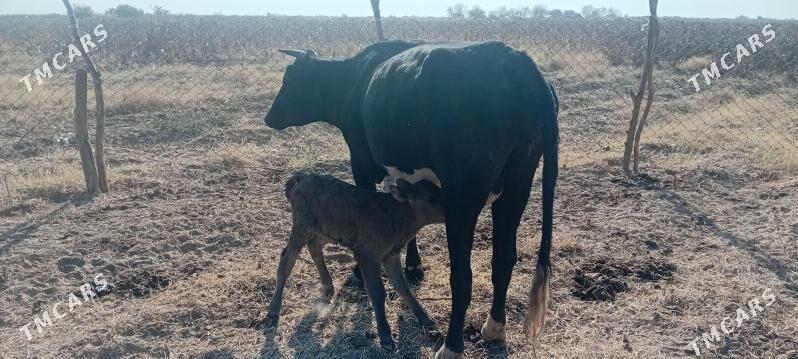 göleli sygyr - Babadaýhan - img 4