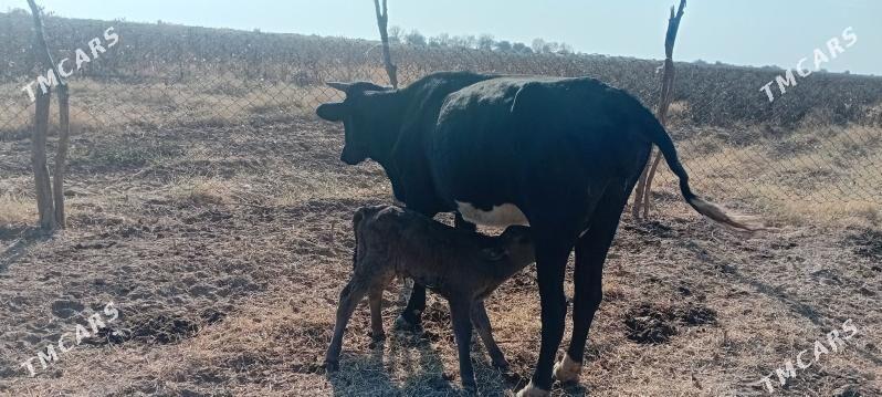 göleli sygyr - Babadaýhan - img 3