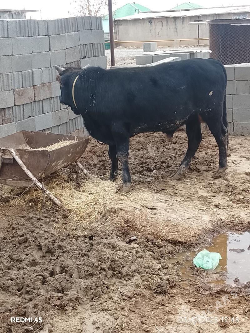 öküz - Ак-Бугдайский этрап - img 3