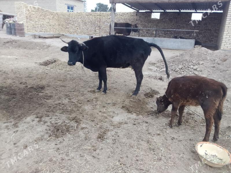 göleli sygyr - Бабадайхан - img 2