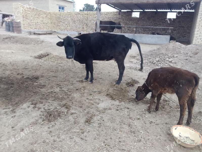 göleli sygyr - Бабадайхан - img 1