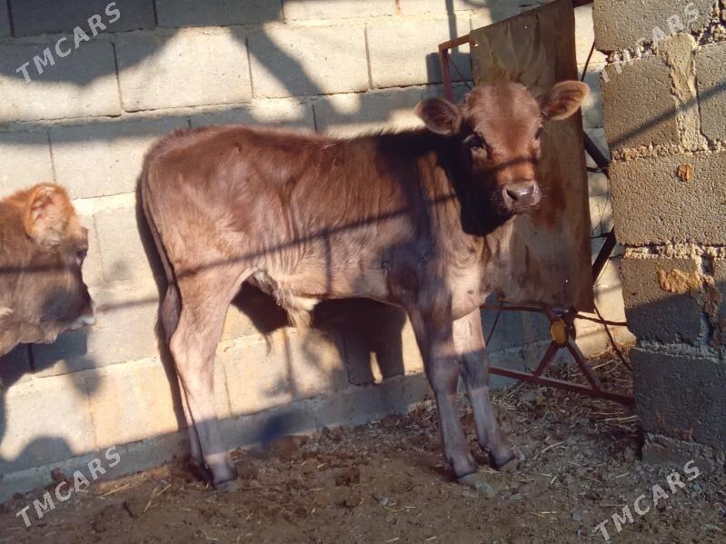 göleli sygyr - Бахарден - img 2