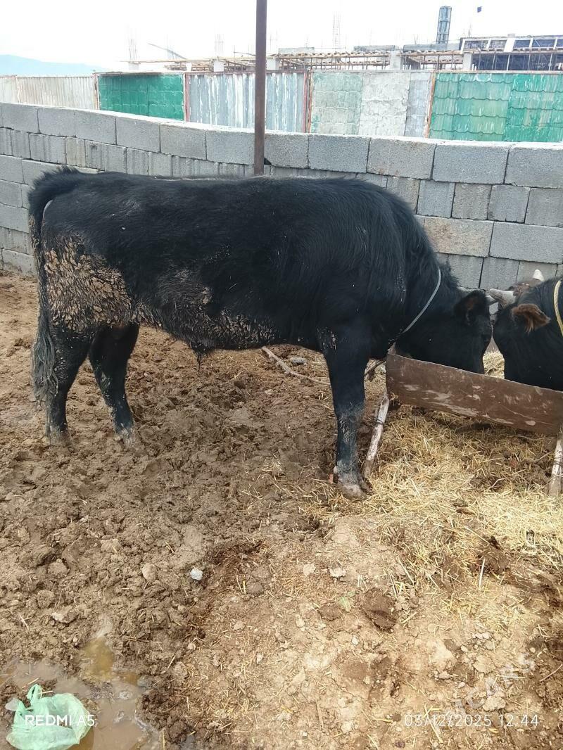 öküz - Ак-Бугдайский этрап - img 4