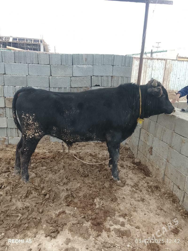 öküz - Ак-Бугдайский этрап - img 5