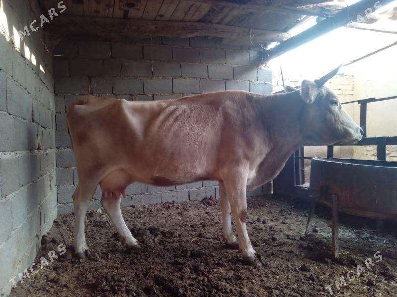 göleli sygyr - Бахарден - img 6