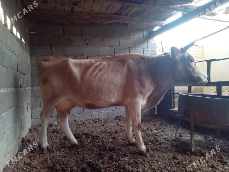 göleli sygyr - Бахарден - img 7