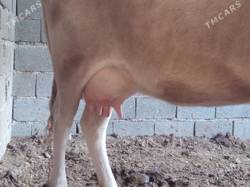 göleli sygyr - Бахарден - img 8