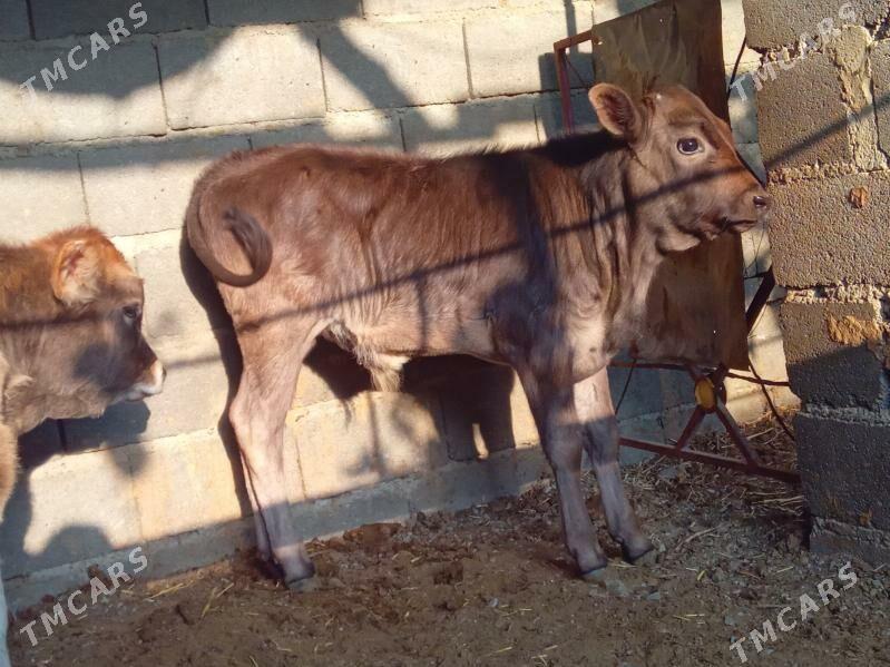 göleli sygyr - Бахарден - img 1