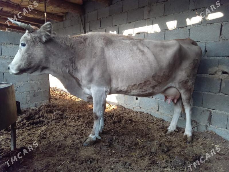 göleli sygyr - Бахарден - img 5