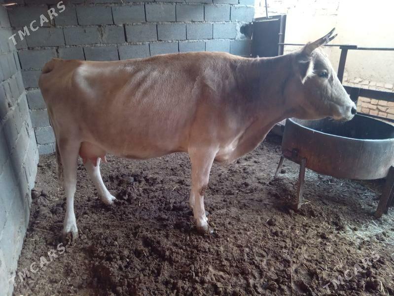 göleli sygyr - Бахарден - img 9