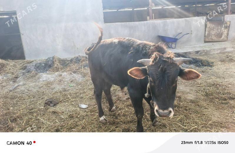 öküz - Gökdepe - img 9