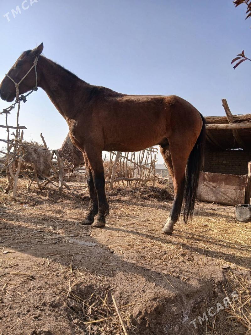 At gercek - Керки - img 4