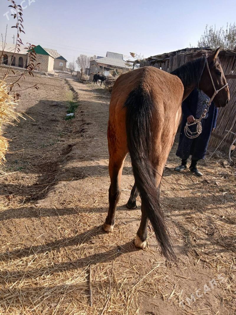 At gercek - Керки - img 5