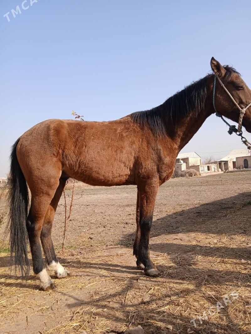 At gercek - Керки - img 2