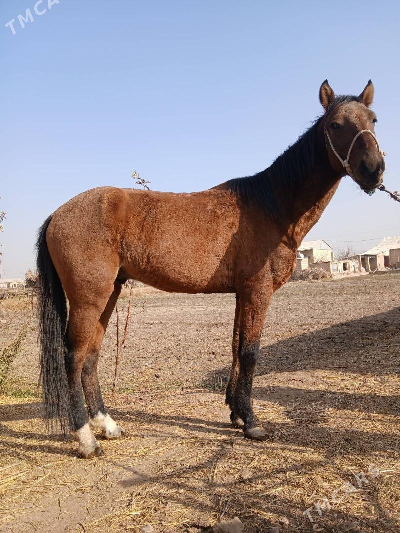 At gercek - Керки - img 3