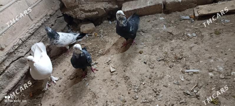 kepderi - Мары - img 2