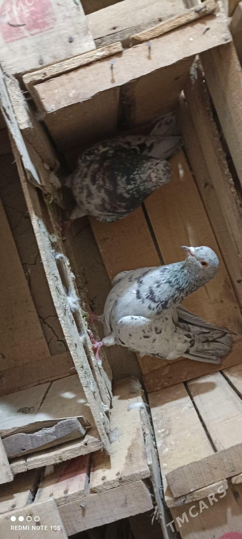 kepderi - Мары - img 4