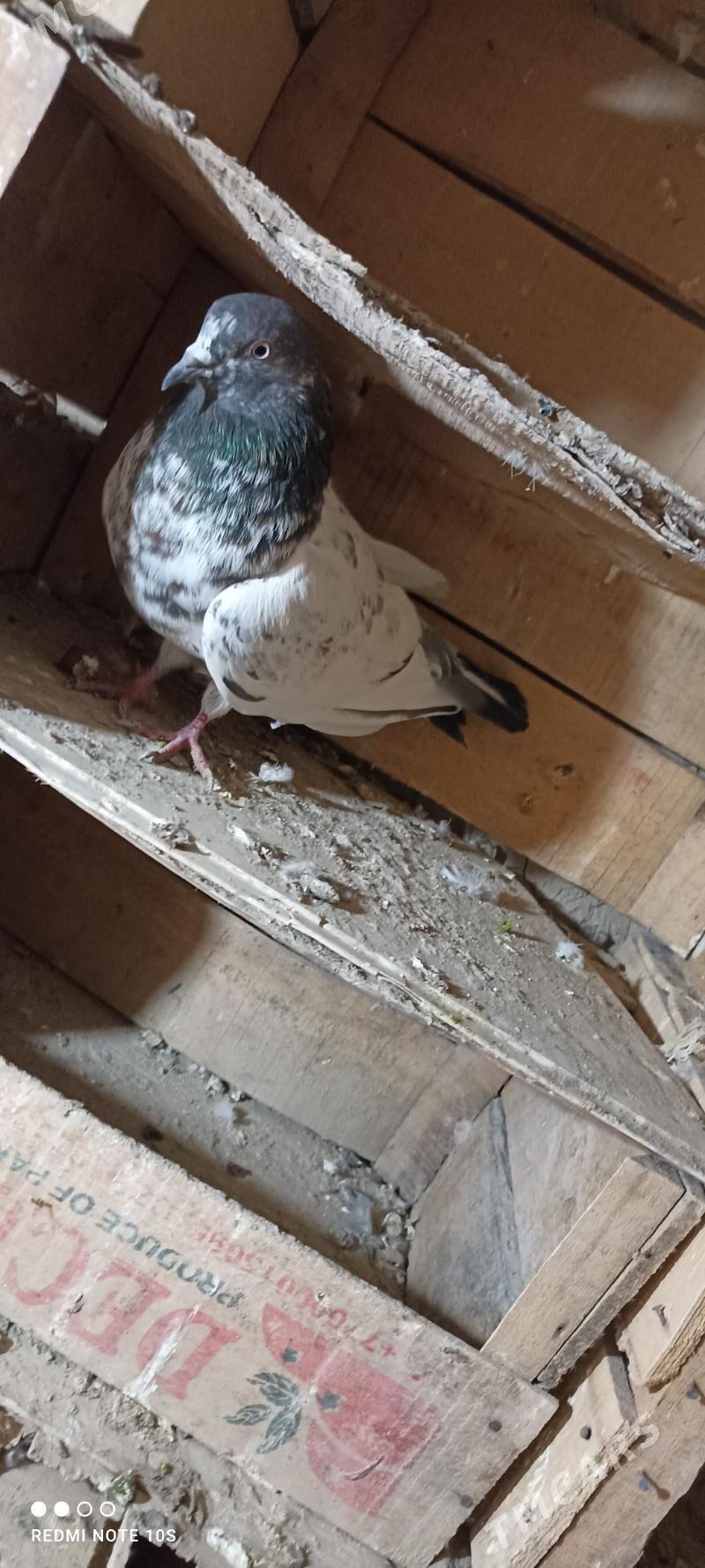 kepderi - Мары - img 6