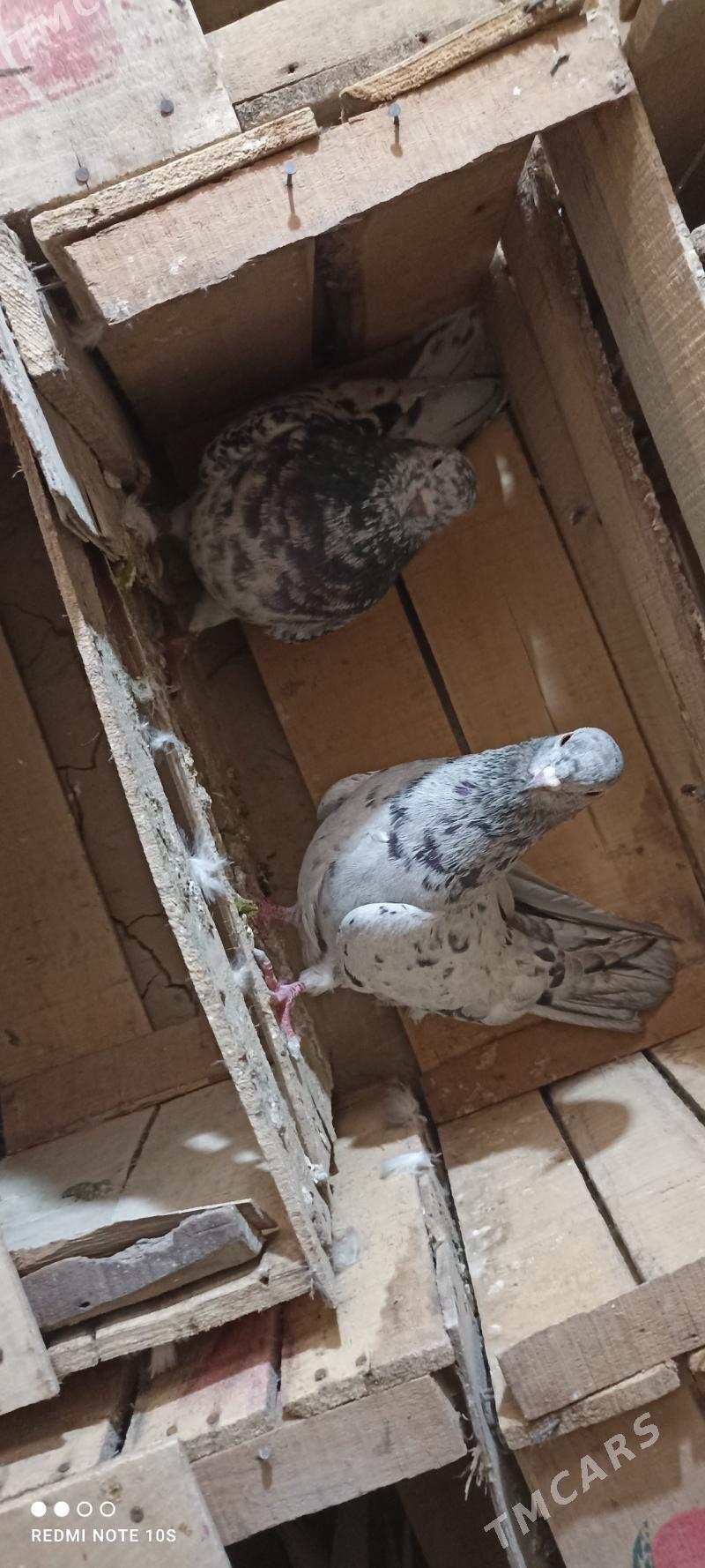 kepderi - Мары - img 3