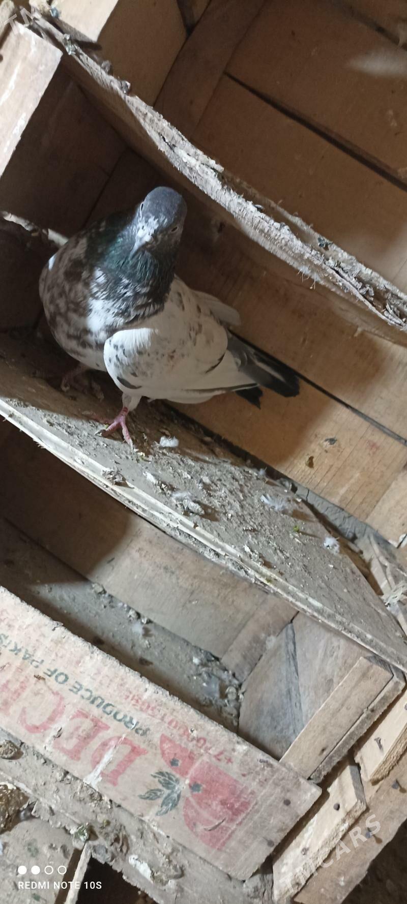 kepderi - Мары - img 5