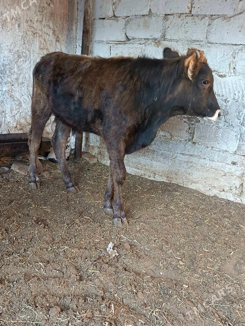 okuz - Balkanabat - img 3