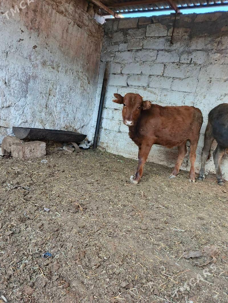 okuz - Balkanabat - img 4