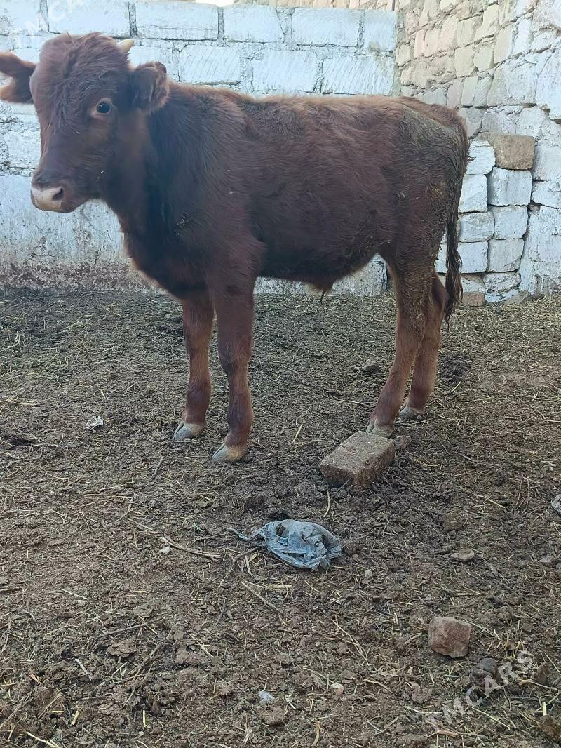 okuz - Balkanabat - img 6