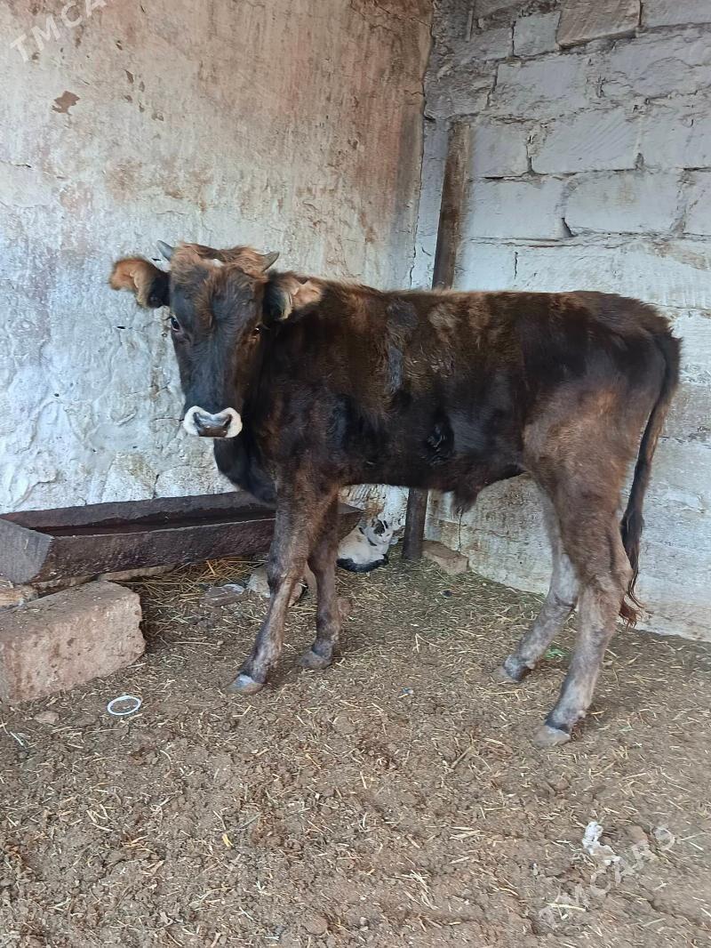 okuz - Balkanabat - img 8