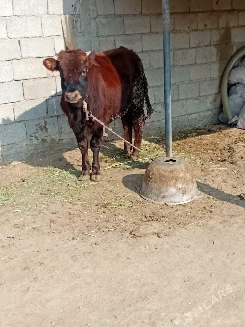 okuz - Ак-Бугдайский этрап - img 2