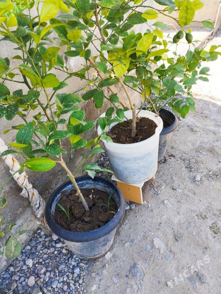 Limon şitil bedreli - Гёкдепе - img 1