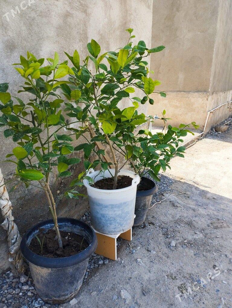 Limon şitil bedreli - Гёкдепе - img 3