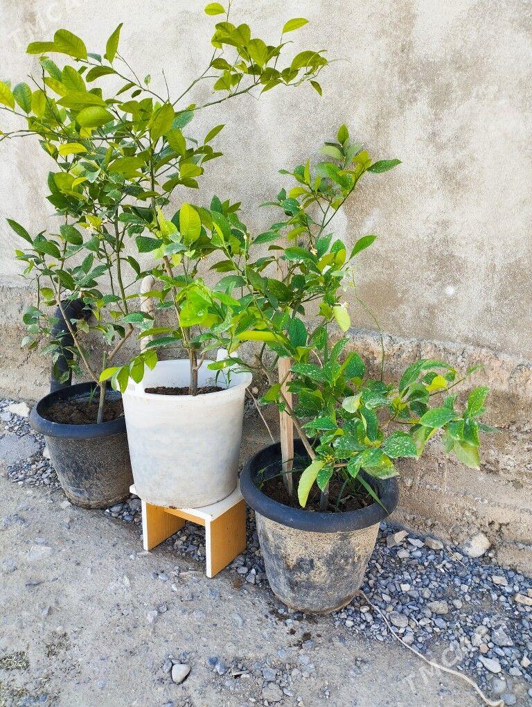 Limon şitil bedreli - Гёкдепе - img 2