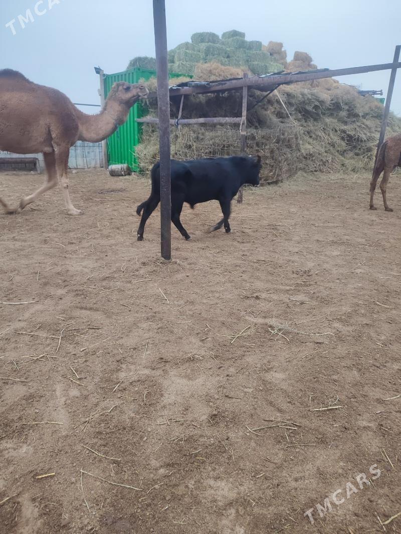 Okuzce - Эсенгулы - img 6