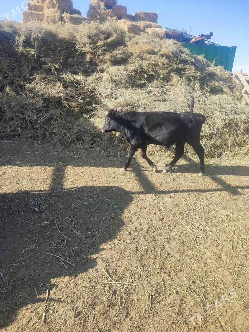 Okuzce - Эсенгулы - img 5