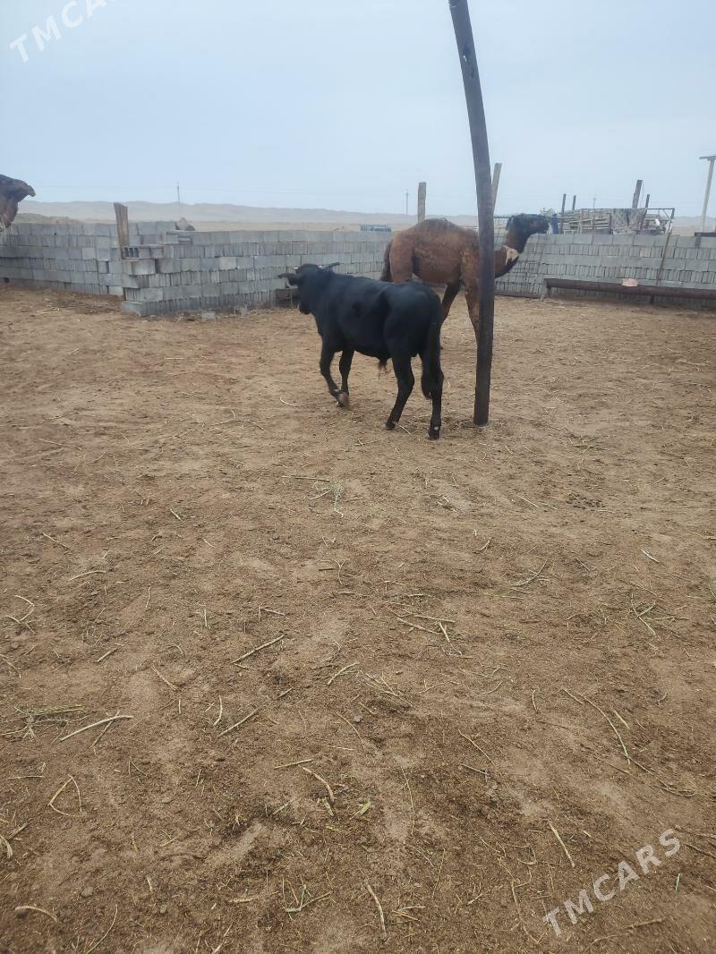 Okuzce - Эсенгулы - img 4