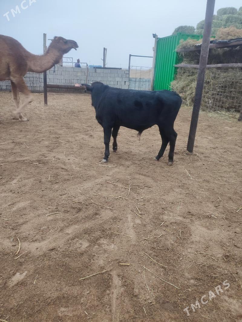 Okuzce - Эсенгулы - img 2