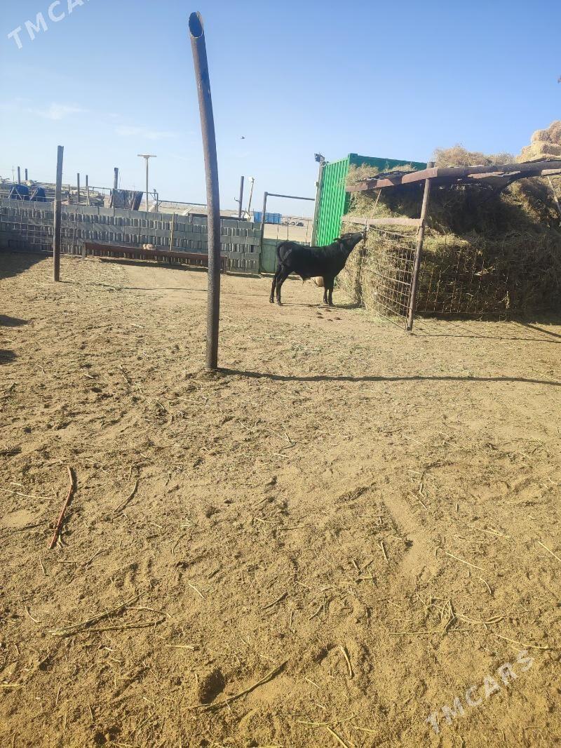 Okuzce - Эсенгулы - img 3