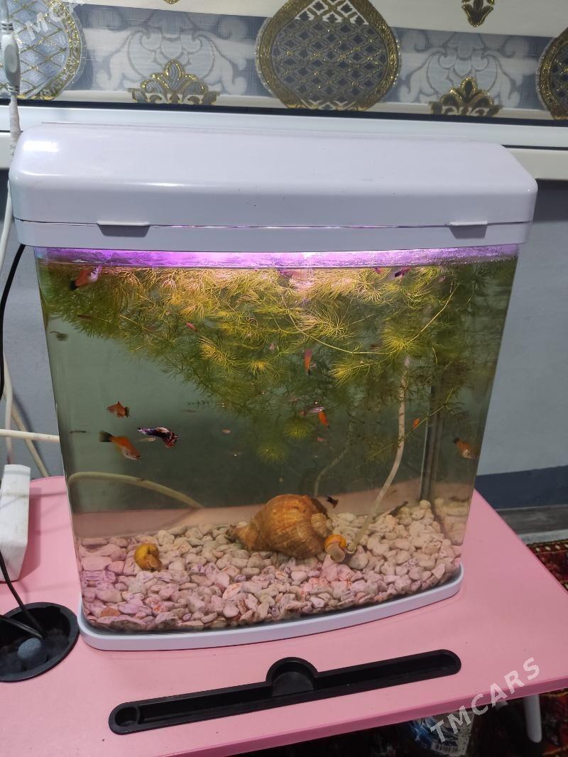 Akwaryum Akwarium - Ашхабад - img 1