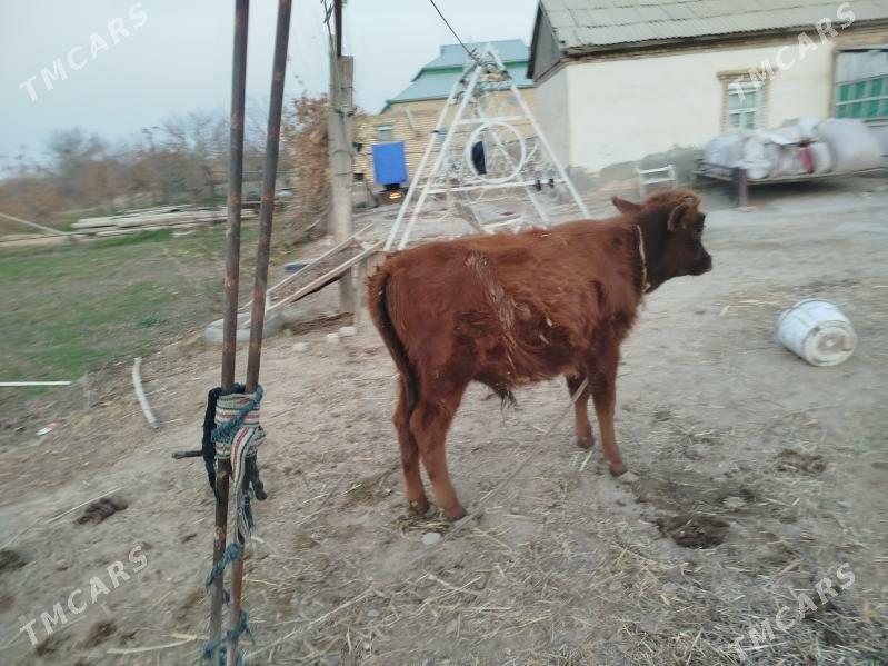 2 okuz 1 gulajyn - Сакарчага - img 4