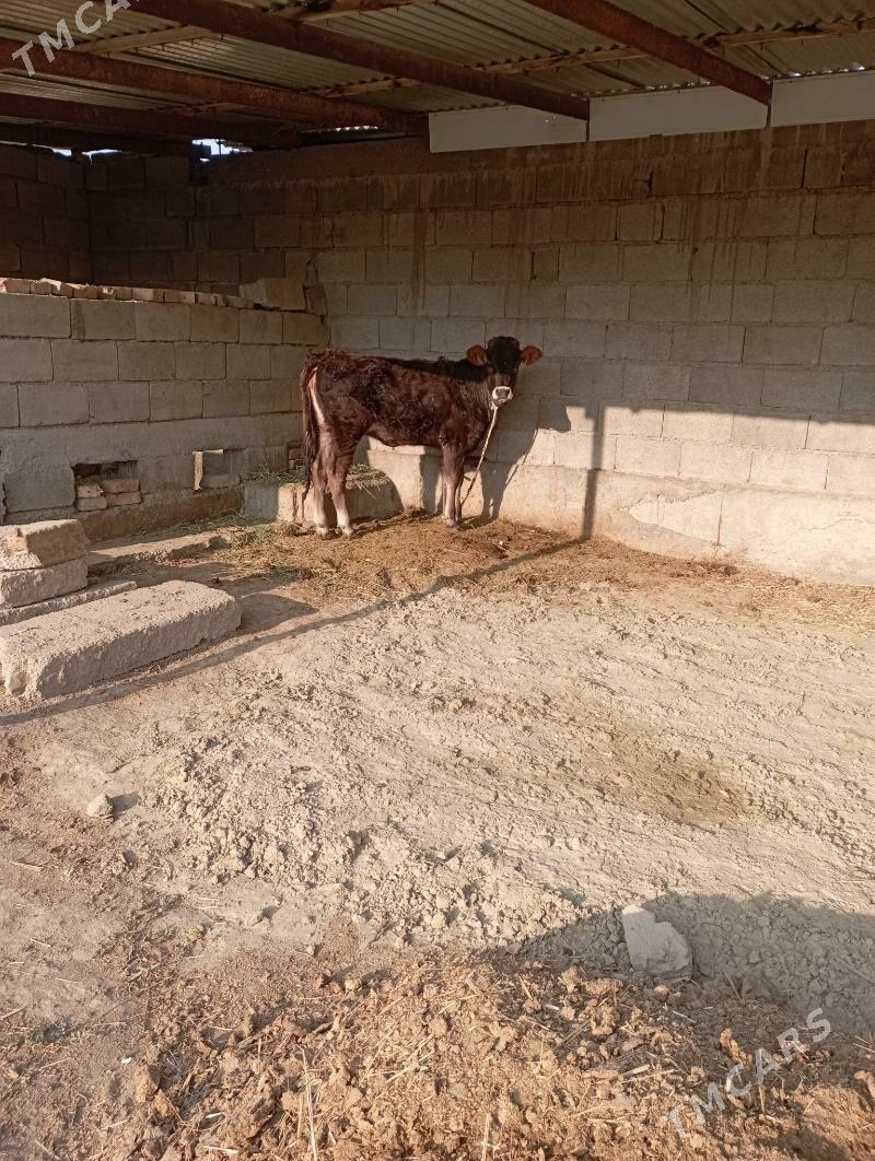 türe - Бахарден - img 4