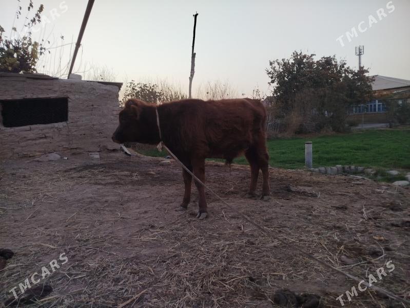 2 okuz 1 gulajyn - Сакарчага - img 2