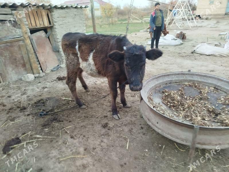 2 okuz 1 gulajyn - Сакарчага - img 6