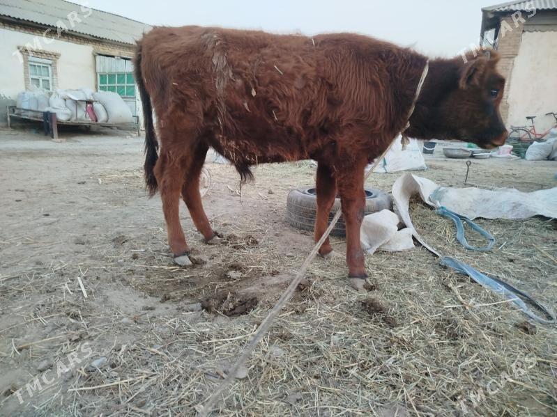 2 okuz 1 gulajyn - Сакарчага - img 9