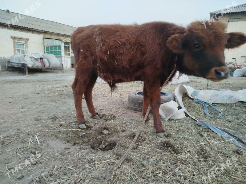 2 okuz 1 gulajyn - Сакарчага - img 5