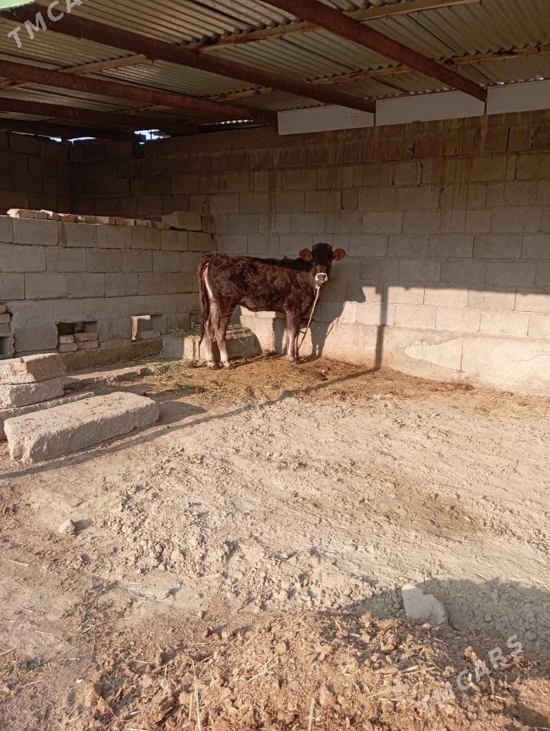 türe - Бахарден - img 3